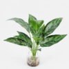 Artificial Plant 32*40cm Leaves in glass ware GS-06921022 Leaves&Sprays&Foliages YeahFlower is one of Chinese leading OEM manufacturers and exporters , supplying the silk flowers, wholesale artificial trees