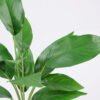 Artificial Plant Leaves in pp pot GS-06921012_7 Artificial Plant 35*44cm Leaves in pp pot GS-06921012 Leaves&Sprays&Foliages YeahFlower is one of Chinese leading OEM manufacturers and exporters , supplying the silk flowers, wholesale artificial trees