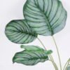 Artificial Plant 38*48cm Leaves spray/lvs7 GS-14520044 Leaves&Sprays&Foliages YeahFlower is one of Chinese leading OEM manufacturers and exporters , supplying the silk flowers, wholesale artificial trees