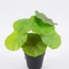 Artificial Plant Lotus leaves in pp pot GS-06921027_4 Artificial Plant 18*18cm Lotus leaves in pp pot GS-06921027 Leaves&Sprays&Foliages YeahFlower is one of Chinese leading OEM manufacturers and exporters , supplying the silk flowers, wholesale artificial trees