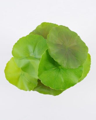 Artificial Plant 18*18cm Lotus leaves in pp pot GS-06921027 Leaves&Sprays&Foliages YeahFlower is one of Chinese leading OEM manufacturers and exporters , supplying the silk flowers, wholesale artificial trees