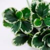 Artificial Plant Watercress leaves bush 5 lvs45 GS-29819038_4 Artificial Plant 27*34cm Watercress leaves bush*5/lvs45 GS-29819038 Leaves&Sprays&Foliages YeahFlower is one of Chinese leading OEM manufacturers and exporters , supplying the silk flowers, wholesale artificial trees