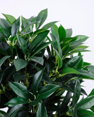 Artificial Tree 45*50*65cm Laurus tree in pp pot/lvs468 GS-26620020 Tree&Plant YeahFlower is one of Chinese leading OEM manufacturers and exporters , supplying the silk flowers, wholesale artificial trees