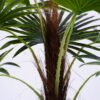 Artificial Tree 55*55*58cm wai Palm in pp pot/lvs9 GS-26620016 Tree&Plant YeahFlower is one of Chinese leading OEM manufacturers and exporters , supplying the silk flowers, wholesale artificial trees