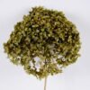 Dried Flowers Hydrangea 1pc bag H 50-55cm pc REMARK standard pcs not weight GS-56620103-G2_8 Dried Flowers 17*55CM Hydrangea,,1pc/bag, H:50-55cm/pc(REMARK : standard : pcs not weight) GS-56620103-G2 Dried Flowers YeahFlower is one of Chinese leading OEM manufacturers and exporters , supplying the silk flowers, wholesale artificial trees