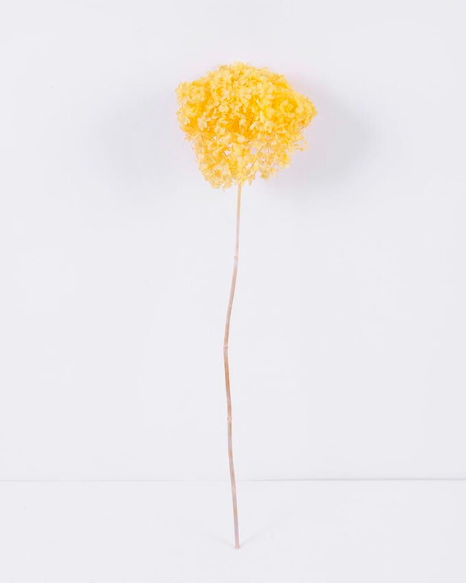 Dried Flowers Hydrangea 1pc bag H 50-55cm pc REMARK standard pcs not weight GS-56620103-Y1_5 Dried Flowers 17*55CM Hydrangea,,1pc/bag, H:50-55cm/pc(REMARK : standard : pcs not weight) GS-56620103-Y1 Dried Flowers YeahFlower is one of Chinese leading OEM manufacturers and exporters , supplying the silk flowers, wholesale artificial trees