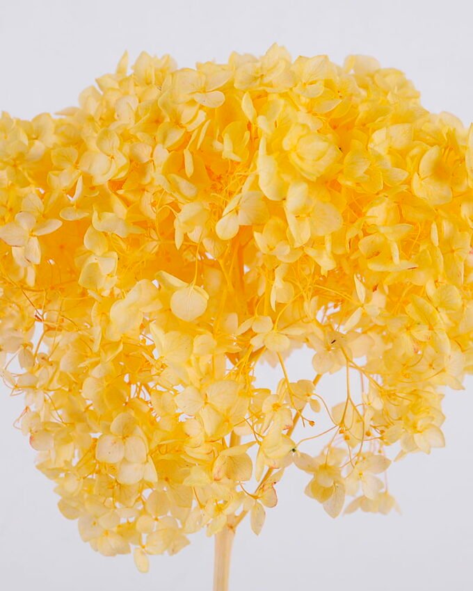 Dried Flowers Hydrangea 1pc bag H 50-55cm pc REMARK standard pcs not weight GS-56620103-Y1_9 Dried Flowers 17*55CM Hydrangea,,1pc/bag, H:50-55cm/pc(REMARK : standard : pcs not weight) GS-56620103-Y1 Dried Flowers YeahFlower is one of Chinese leading OEM manufacturers and exporters , supplying the silk flowers, wholesale artificial trees