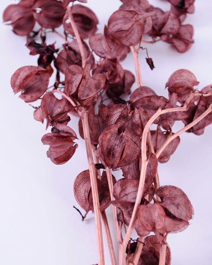 Dried Flowers 16*55CM Physalis peruviana,50g/bag, H:50-55cm/pc GS-56620101-K1 Dried Flowers YeahFlower is one of Chinese leading OEM manufacturers and exporters , supplying the silk flowers, wholesale artificial trees