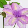Artificial Flower 22*86cm Clematis florida thunb*3 GS-15421001-Z2