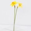 Artificial Flower 9.5*40CM Daffodil GS-15421007
