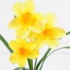Artificial Flower 26*40CM Daffodil bush*3 GS-15421006-W1