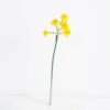 Artificial Flower 10*51CM Singel Daffodil GS-41521001-O1
