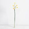 Artificial Flower 10*51CM Singel Daffodil GS-41521001-W1
