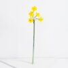 Artificial Flower Singel Daffodil GS-41521001-Y1_4 Artificial Flower 10*51CM Singel Daffodil GS-41521001-Y1