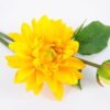 Artificial Flower Single Dahlia*2 GVC-19-2644-Y1