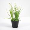 Artificial Flower Bellflower in pe pot GS-62921043_4 Artificial Flower 12*20CM Bellflower in pe pot GS-62921043 Potted Flowers&Plants YeahFlower is one of Chinese leading OEM manufacturers and exporters , supplying the silk flowers, wholesale artificial trees
