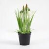 Artificial Flower Cymbidium in pe pot GS-62921044_4 Artificial Flower 11*21CM Cymbidium in pe pot GS-62921044 Potted Flowers&Plants YeahFlower is one of Chinese leading OEM manufacturers and exporters , supplying the silk flowers, wholesale artificial trees