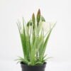 Artificial Flower Cymbidium in pe pot GS-62921044_6 Artificial Flower 11*21CM Cymbidium in pe pot GS-62921044 Potted Flowers&Plants YeahFlower is one of Chinese leading OEM manufacturers and exporters , supplying the silk flowers, wholesale artificial trees