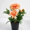 Artificial Flower 20*18*25CM Dahlia in pp pot GS-05521011-O1 Potted Flowers&Plants 3,000+ sqm showroom with thousands of artificial flowers, plants & trees ready for global sourcing.