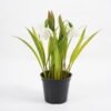 Artificial Flower 13*20CM Flower in pe pot GS-62921039 Potted Flowers&Plants YeahFlower is one of Chinese leading OEM manufacturers and exporters , supplying the silk flowers, wholesale artificial trees