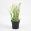 Artificial Flower Flower in pe pot GS-62921046_7 Artificial Flower 10*20CM Flower in pe pot GS-62921046 Potted Flowers&Plants YeahFlower is one of Chinese leading OEM manufacturers and exporters , supplying the silk flowers, wholesale artificial trees