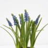 Artificial Flower 16*20CM Hyacinths in ceramic pot GS-62921021 Potted Flowers&Plants 3,000+ sqm showroom with thousands of artificial flowers, plants & trees ready for global sourcing.