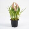 Artificial Flower Hyacinths in pe pot GS-62921041_3 Artificial Flower 16*21CM Hyacinths in pe pot GS-62921041 Potted Flowers&Plants YeahFlower is one of Chinese leading OEM manufacturers and exporters , supplying the silk flowers, wholesale artificial trees