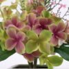 Artificial Flower 25*16*41CM Hydrange in ceramic pot GS-06921043 Potted Flowers&Plants 3,000+ sqm showroom with thousands of artificial flowers, plants & trees ready for global sourcing.