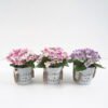 Artificial Flower Hydrangea in metal pot GS-63421003_3 Artificial Flower 15*15*18CM Hydrangea in metal pot GS-63421003 Potted Flowers&Plants YeahFlower is one of Chinese leading OEM manufacturers and exporters , supplying the silk flowers, wholesale artificial trees