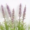 Artificial Flower 10*34CM Lavender bush*7 GS-60121003 Flowers Bush YeahFlower is one of Chinese leading OEM manufacturers and exporters , supplying the silk flowers, wholesale artificial trees