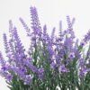 Artificial Flower 33*26*35cm Lavender in MDF pot GS-03321091-Z1 Potted Flowers&Plants 3,000+ sqm showroom with thousands of artificial flowers, plants & trees ready for global sourcing.