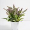 Artificial Flower 25*29CM Lavender in pp pot GS-52821003 Potted Flowers&Plants YeahFlower is one of Chinese leading OEM manufacturers and exporters , supplying the silk flowers, wholesale artificial trees