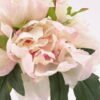 Artificial Flower 19*16*21CM Peony in glassware GS-06920001-P3 Potted Flowers&Plants YeahFlower is one of Chinese leading OEM manufacturers and exporters , supplying the silk flowers, wholesale artificial trees