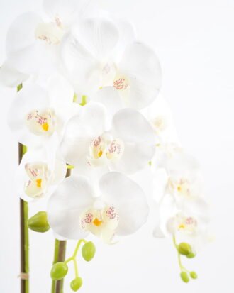 Artificial Flower 47*26*75CM Potted ochird GS-63021003 Potted Flowers&Plants YeahFlower is one of Chinese leading OEM manufacturers and exporters , supplying the silk flowers, wholesale artificial trees