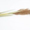 Artificial-Flower-Reed-GS-27921011_4-1.jpg Artificial Flower 5*141CM Reed GS-27921011 Single Flowers YeahFlower is one of Chinese leading OEM manufacturers and exporters , supplying the silk flowers, wholesale artificial trees