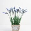 Artificial Flower 35*35*41cm Rosemary in MDF pot GS-03321099 Potted Flowers&Plants YeahFlower is one of Chinese leading OEM manufacturers and exporters , supplying the silk flowers, wholesale artificial trees