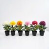 Artificial Flower 18*15*28CM chrysanthemum in pp pot GS-05521008-P2 Potted Flowers&Plants 3,000+ sqm showroom with thousands of artificial flowers, plants & trees ready for global sourcing.