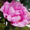 Artificial Flower 27*23*27CM peony in pp pot GS-05521012-Z2 Potted Flowers&Plants 3,000+ sqm showroom with thousands of artificial flowers, plants & trees ready for global sourcing.