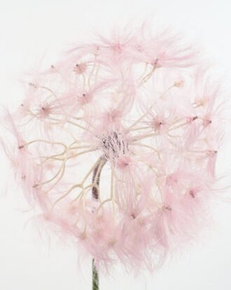 Artificial Flower 21*91CM single Dandelion GS-41621007 Single Flowers YeahFlower is one of Chinese leading OEM manufacturers and exporters , supplying the silk flowers, wholesale artificial trees Artificial Flower 21*91CM single Dandelion GS-41621007 Single Flowers YeahFlower is one of Chinese leading OEM manufacturers and exporters , supplying the silk flowers, wholesale artificial trees