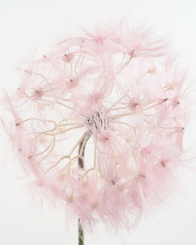 Artificial Flower single Dandelion GS-41621007_7 Artificial Flower 21*91CM single Dandelion GS-41621007 Single Flowers YeahFlower is one of Chinese leading OEM manufacturers and exporters , supplying the silk flowers, wholesale artificial trees