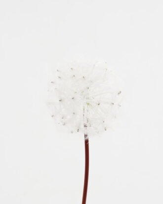 Artificial Flower 10*65CM single Dandelion GS-41621008-W1 Single Flowers YeahFlower is one of Chinese leading OEM manufacturers and exporters , supplying the silk flowers, wholesale artificial trees Artificial Flower 10*65CM single Dandelion GS-41621008-W1 Single Flowers YeahFlower is one of Chinese leading OEM manufacturers and exporters , supplying the silk flowers, wholesale artificial trees
