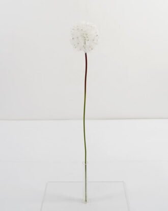 Artificial Flower 10*65CM single Dandelion GS-41621008-W1 Single Flowers YeahFlower is one of Chinese leading OEM manufacturers and exporters , supplying the silk flowers, wholesale artificial trees Artificial Flower 10*65CM single Dandelion GS-41621008-W1 Single Flowers YeahFlower is one of Chinese leading OEM manufacturers and exporters , supplying the silk flowers, wholesale artificial trees