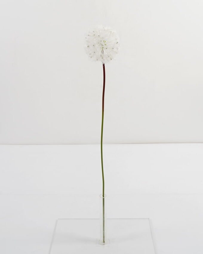 Artificial Flower 10*65CM single Dandelion GS-41621008-W1 Single Flowers YeahFlower is one of Chinese leading OEM manufacturers and exporters , supplying the silk flowers, wholesale artificial trees