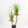 Artificial Grass 66*53*87CM Grass potted in pp pot GS-61921006 Grass&PLANT 3,000+ sqm showroom with thousands of artificial flowers, plants & trees ready for global sourcing.