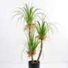 Artificial Grass 75*72*120CM Grass potted in pp pot GS-61921007 Grass&PLANT 3,000+ sqm showroom with thousands of artificial flowers, plants & trees ready for global sourcing.