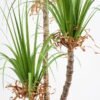Artificial Grass 75*72*120CM Grass potted in pp pot GS-61921007 Grass&PLANT 3,000+ sqm showroom with thousands of artificial flowers, plants & trees ready for global sourcing.