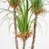 Artificial Grass 75*72*120CM Grass potted in pp pot GS-61921008 Grass&PLANT 3,000+ sqm showroom with thousands of artificial flowers, plants & trees ready for global sourcing.