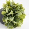 Artificial Plant 15*15*17cm  Artificial plants in pp pot GS-51721041 Potted Flowers&Plants 3,000+ sqm showroom with thousands of artificial flowers, plants & trees ready for global sourcing.