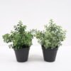 Artificial Plant Artificial plants in pp pot GS-59121005 Potted Flowers&Plants 3,000+ sqm showroom with thousands of artificial flowers, plants & trees ready for global sourcing.