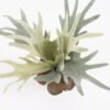 Artificial Plant Artificial succulent in pp pot GS-59121007 Potted Flowers&Plants YeahFlower is one of Chinese leading OEM manufacturers and exporters , supplying the silk flowers, wholesale artificial trees